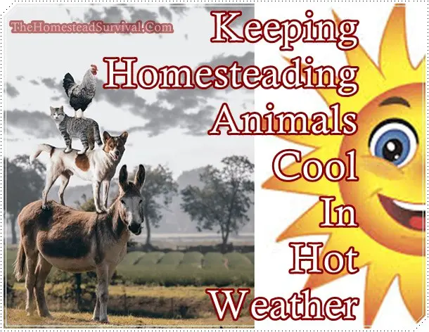 Keeping Homesteading Animals Cool In Hot Weather - The homestead Survival