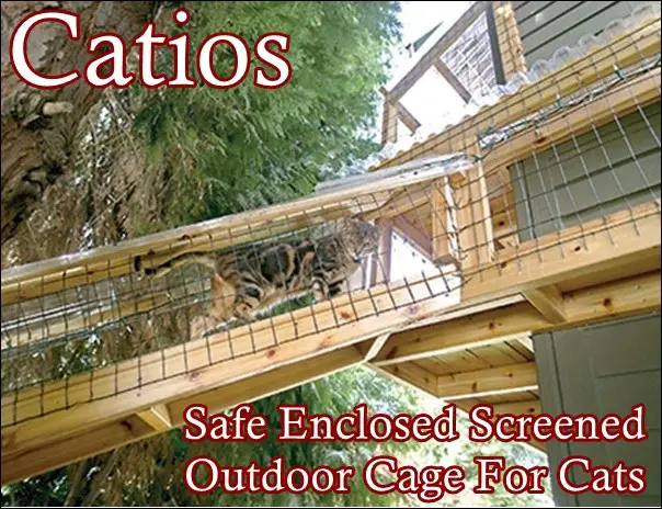 Catios Safe Enclosed Screened Outdoor Cage For Cats - The Homestead Survival 