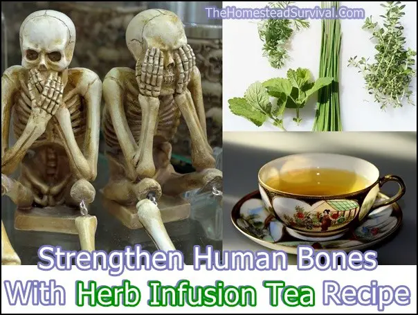  Strengthen Human Bones With Herb Infusion Tea Recipe - The Homestead Survival 