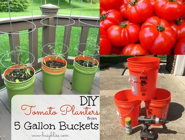 Vertical Tomato Planters from Five Gallon Buckets DIY Project - gardening - homesteading 