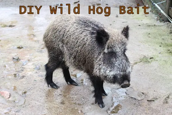 DIY Wild Hog Bait