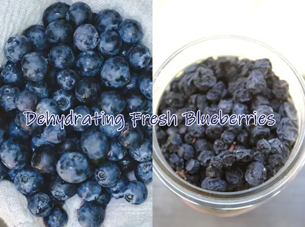 Dehydrating Fresh Blueberries 
