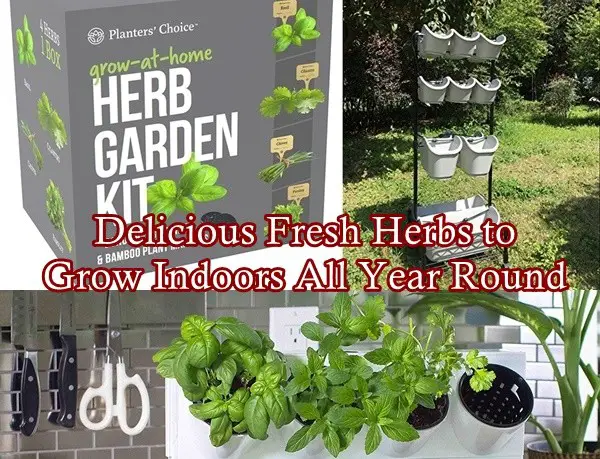 Delicious Fresh Herbs to Grow Indoors All Year Round - The Homestead Survival - Gardening 