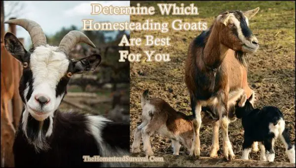 Determine Which Homesteading Goats Are Best For You