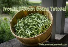 Adding extra harvest to the freezer is a good way to eat delicious produce in winter. If you have green beans check out this freezing green beans tutorial. One best ways to make your food bill to stretch further is to follow the examples that the frugal and homesteaders use in their own kitchens. They harvest all of the fresh fruits and vegetables at their peak and pack them in the freezer for long term storage. This article was designed to introduce the reader to helpful method for freezing fresh picked green beans. The article walks you through all the steps to freezing green beans so you will have them later and is from, Thrifty Frugal Mom. The author was hoping to help share their knowledge of preparing garden fresh fruits and vegetables for long term storage by freezing them. The information contained in the tutorial is presented in a way that makes it really easy to read and understand. Benefits of reading the Frugal Living: Freezing Green Beans Tutorial Discover a tutorial that will be extremely useful if you are looking for a good way to store freshly harvested green beans, The article includes a listing of all of the things that you will need in order to get started, It also includes an easy to follow step by step tutorial that covers all of the necessary steps to freeze your green beans, There are numerous full-color pictures that help to provide the reader with a good visual reference,