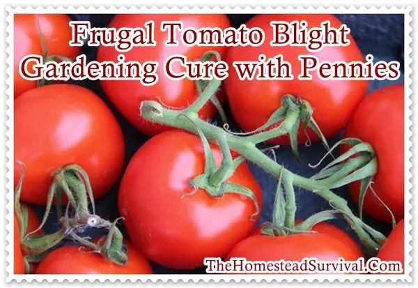 Frugal Tomato Blight Gardening Cure with Pennies 