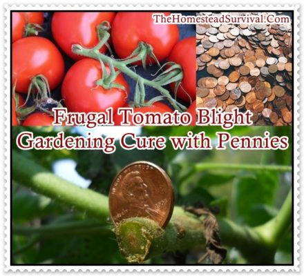 tomato blight treatment