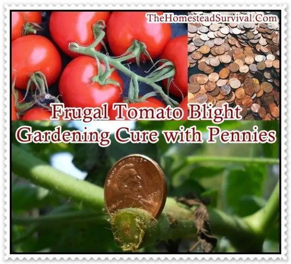 Frugal Tomato Blight Gardening Cure With Pennies The Homestead Survival,Soft Shell Crab