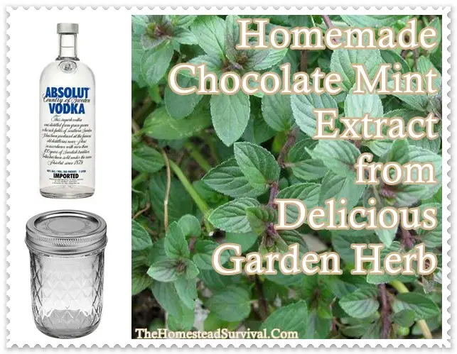 Homemade Chocolate Mint Extract from Delicious Garden Herb - The Homestead Survival