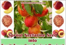 Sprout Nectarine Seed into Fruit Tree Gardening Project - Homesteading