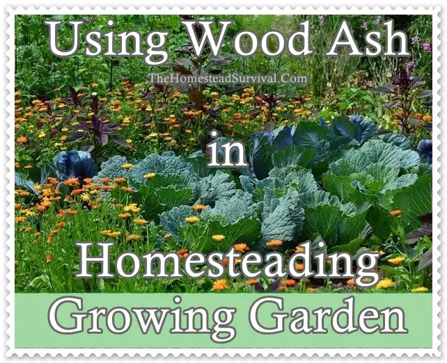 Using Wood Ash in Homesteading Growing Garden - Homesteading _The Homestead Survival