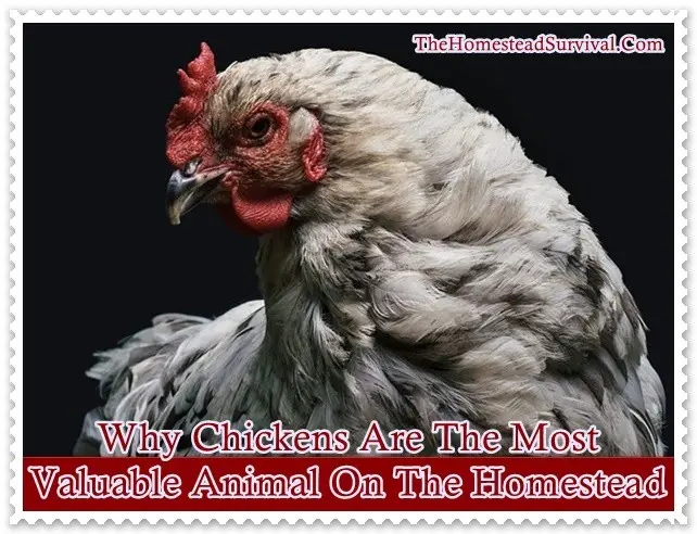 Why Chickens Are The Most Valuable Animal On The Homestead