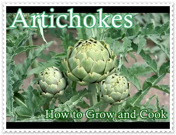 Artichokes How to Grow and Cook - Homesteading - Gardening - Recipes 