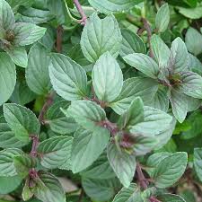 Homemade Chocolate Mint Extract from Delicious Garden Herb