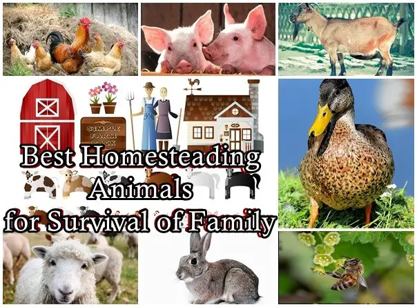 Best Homesteading Animals for Survival of Family