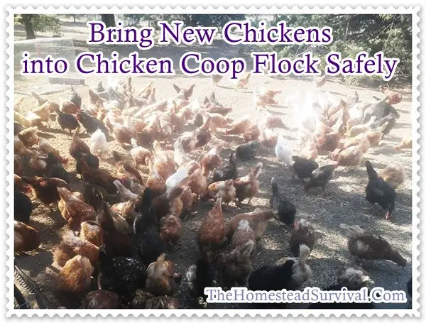  Bring New Chickens into Chicken Coop Flock Safely - homesteading 
