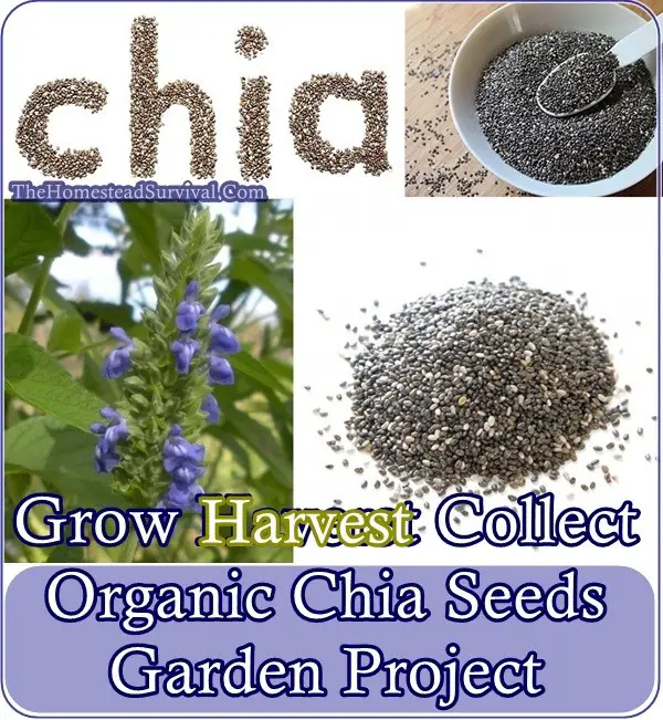 Grow Harvest Collect Organic Chia Seeds Garden Project - The Homestead Survival - Gardening - Homesteading