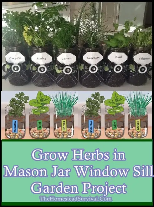 Grow Herbs in Mason Jar Window Sill Garden Project - The Homestead Survival - Gardening