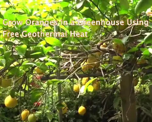 Grow Oranges in a Greenhouse Using Free Geothermal Heat