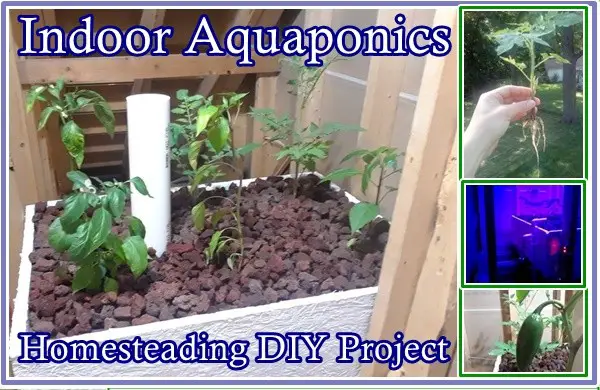Indoor Aquaponics Gardening Homesteading DIY Project - The Homestead Survival 