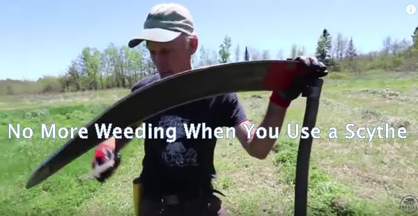 No More Weeding When You Use a Scythe