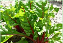 Plant Fall Late Season Vegetable Garden Crops List - The Homestead Survival