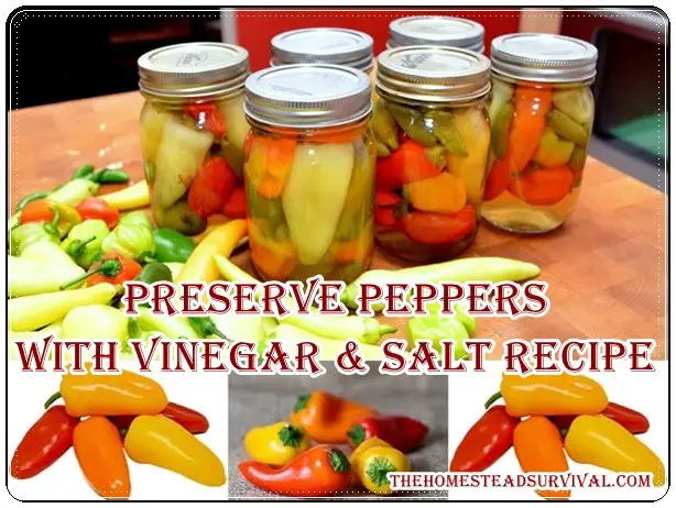 Preserve Peppers With Vinegar And Salt Recipe - Food Storage - Homesteading