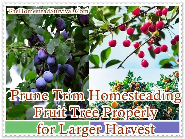 Prune Trim Homesteading Fruit Tree Properly for Larger Harvest - The Homestead Survival - Homesteading 