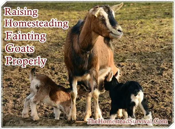 Raising Homesteading Fainting Goats Properly - Goat - Livestock - Farming