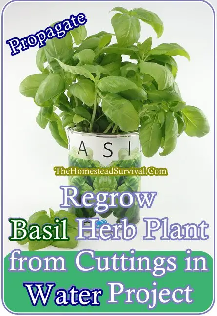 Regrow Basil Herb Plant from Cuttings in Water Project - Gardening - Homesteading - The Homestead Survival