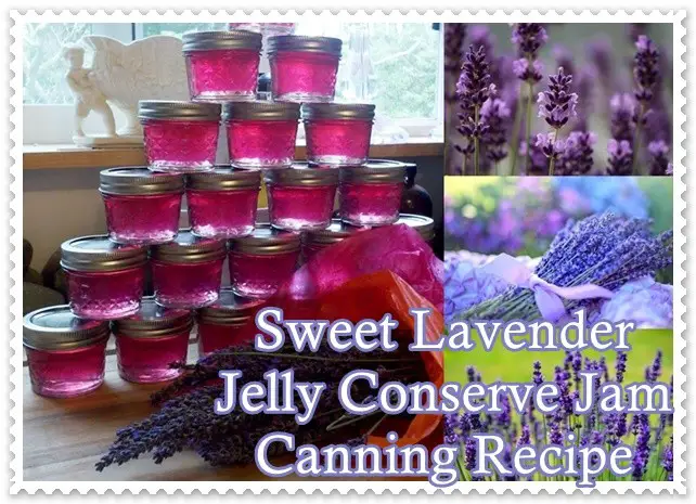 Sweet Lavender Jelly Conserve Jam Canning Recipe - The Homestead Survival - Flower - Wild Food