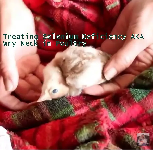 Treating Selenium Deficiency AKA Wry Neck in Poultry