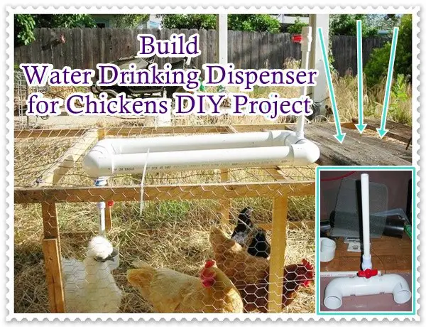  Build Water Drinking Dispenser for Chickens DIY Project - Homesteading - The Homestead Survival 