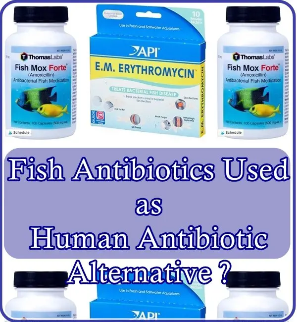 Fish Antibiotics Used as Human Antibiotic Alternative ? - The Homestead Survival