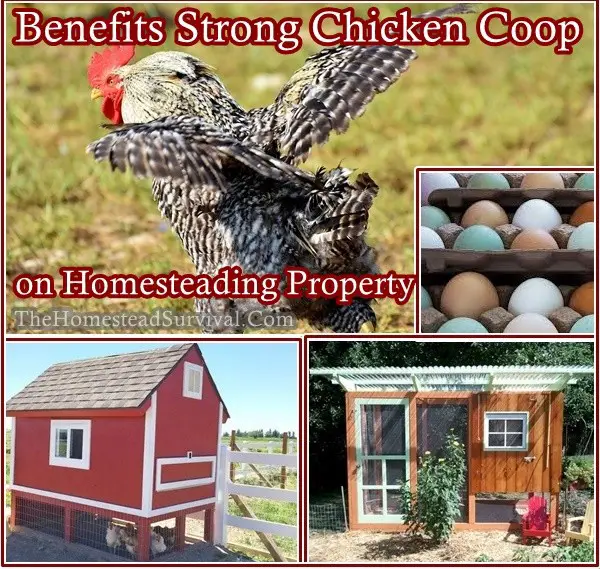 Benefits Strong Chicken Coop on Homesteading Property - The Homestead Survival - Frugal Homesteading - Chickens