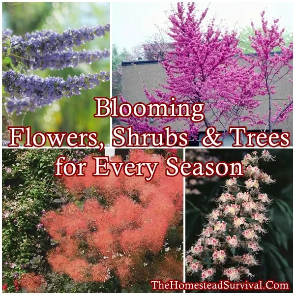 Blooming Flowers Shrubs Trees for Every Season - The Homestead Survival - Homesteading - Gardening