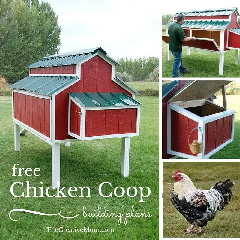 General Chicken Coop Cleaning And Ventilation Tips - The Homestead Survival - Homesteading - Chickens