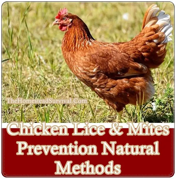 Chicken Lice and Mites Prevention Natural Methods Chickens - The Homestead Survival - Frugal Homesteading