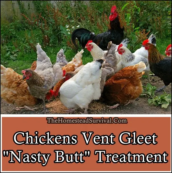 Chickens Vent Gleet Nasty Butt Treatment - The Homestead Survival - Frugal Homesteading - Chickens
