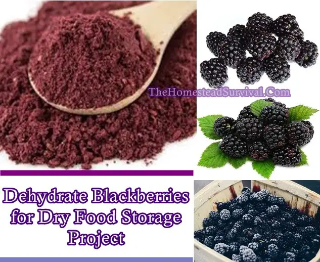 Dehydrate Blackberries for Dry Food Storage Project - The Homestead Survival - Frugal Homesteading