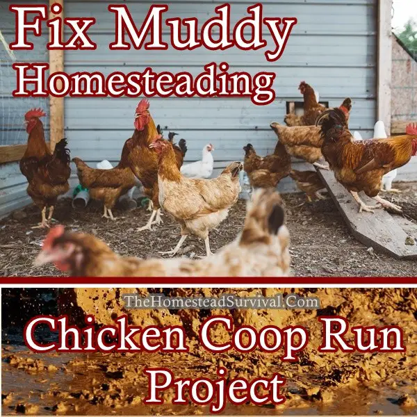 Fix Muddy Homesteading Chicken Coop Run Project - The Homestead Survival - Frugal Homesteading
