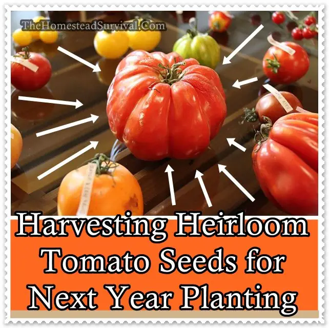 Harvesting Heirloom Tomato Seeds for Next Year Planting - The Homestead Survival - Gardening - Homesteading