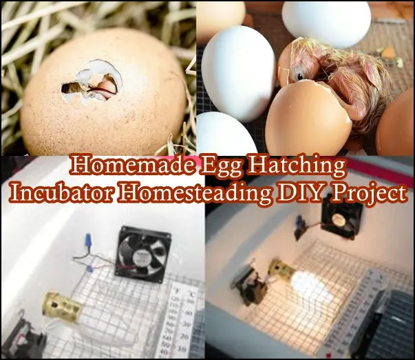 Homemade Egg Hatching Incubator Homesteading DIY Project