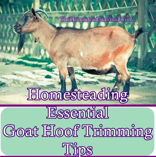 Homesteading Essential Goat Hoof Trimming Tips - The Homestead Survival - Homesteading Livestock