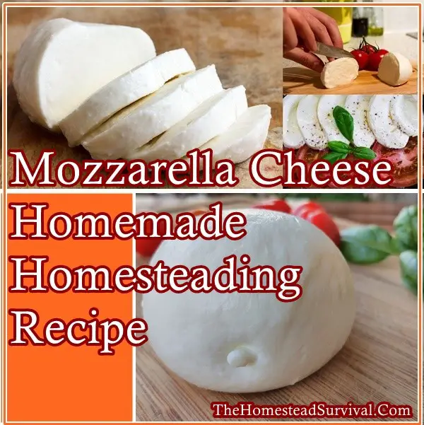 Mozzarella Cheese Homemade Homesteading Recipe - The Homestead Survival - Homesteading 