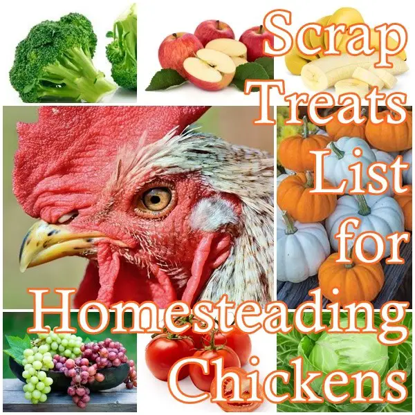 Scrap Treats List for Homesteading Chickens - The Homestead Survival - Frugal Homesteading 