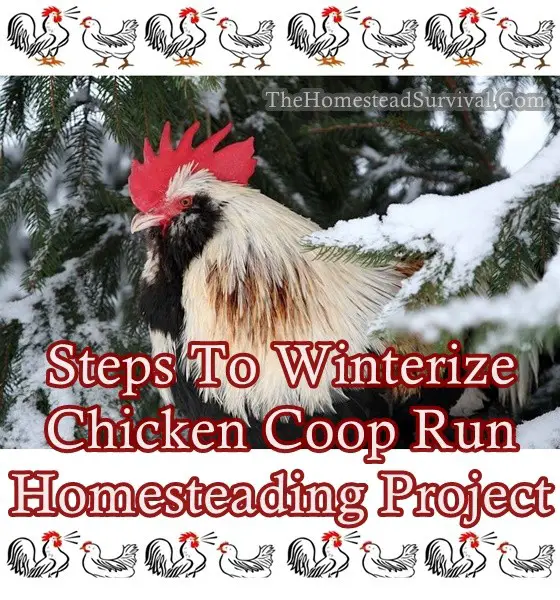 Steps To Winterize Chicken Coop Run Homesteading Project - The Homestead Survival - Frugal Homesteading - Chickens