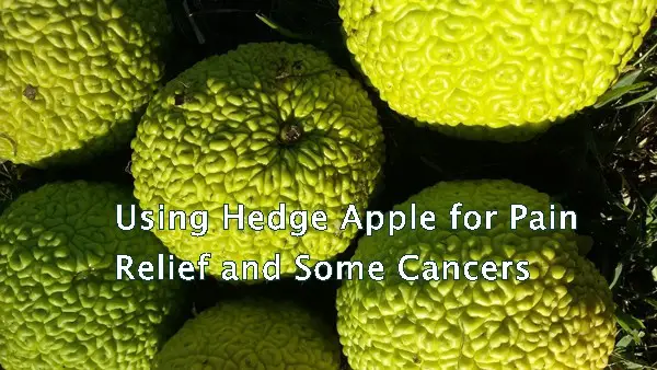 Using Hedge Apple for Pain Relief and Some Cancers
