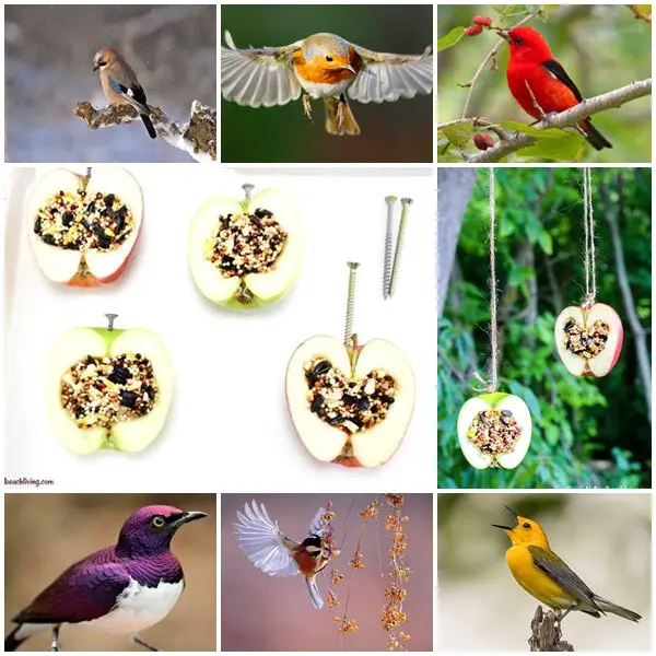 Apple Bird Seed Bird Feeders Craft Project