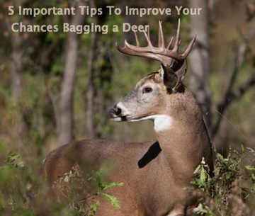 5 Important Tips To Improve Your Chances Bagging Deer - The Homestead ...